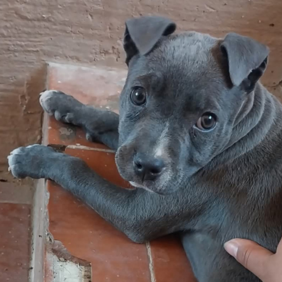 LUNA | Raza American Pitbull Terrier  (Blue) | Perdida