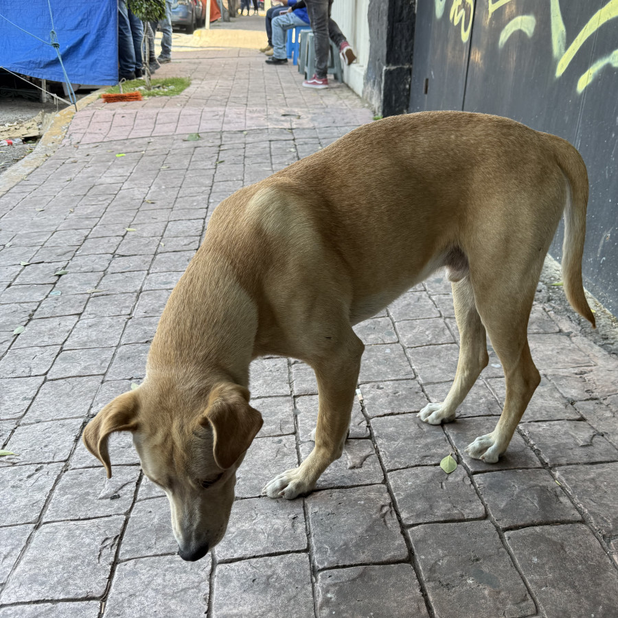  | Raza Mestizo | Encontrado