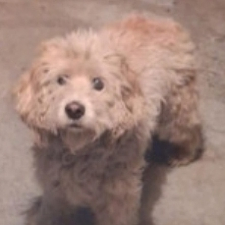 CHONCHITO | Raza Mestizo, cruza de French Poodle | Perdido