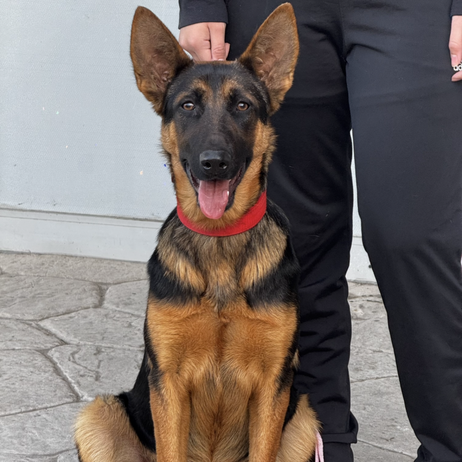 ZASHA | Raza Pastor Alemán | Perdida