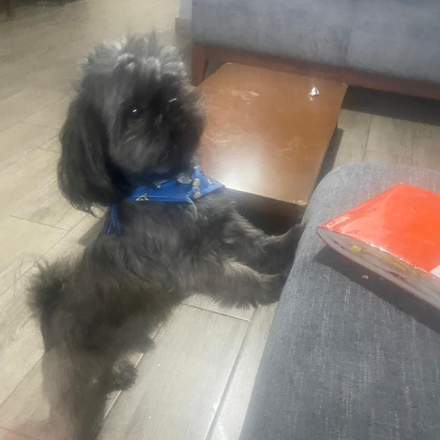 BRUNO | Raza Shih Tzu  | Perdido