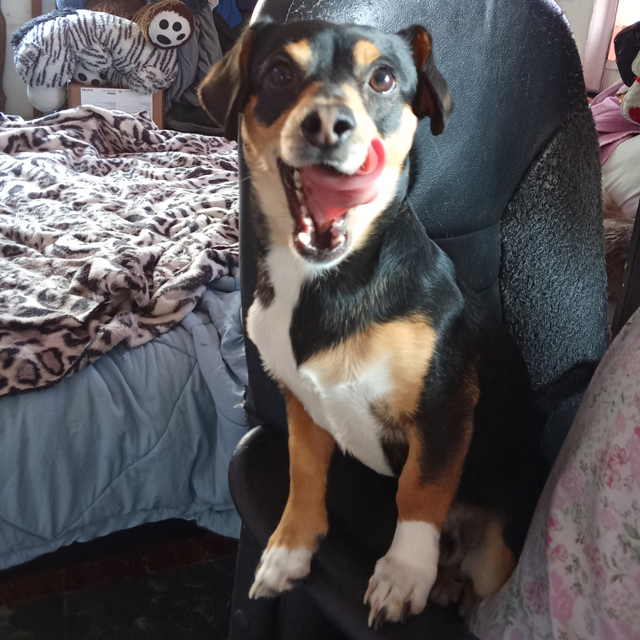 GORDITO/NANITO | Raza Dachshund o Salchicha  | Perdido