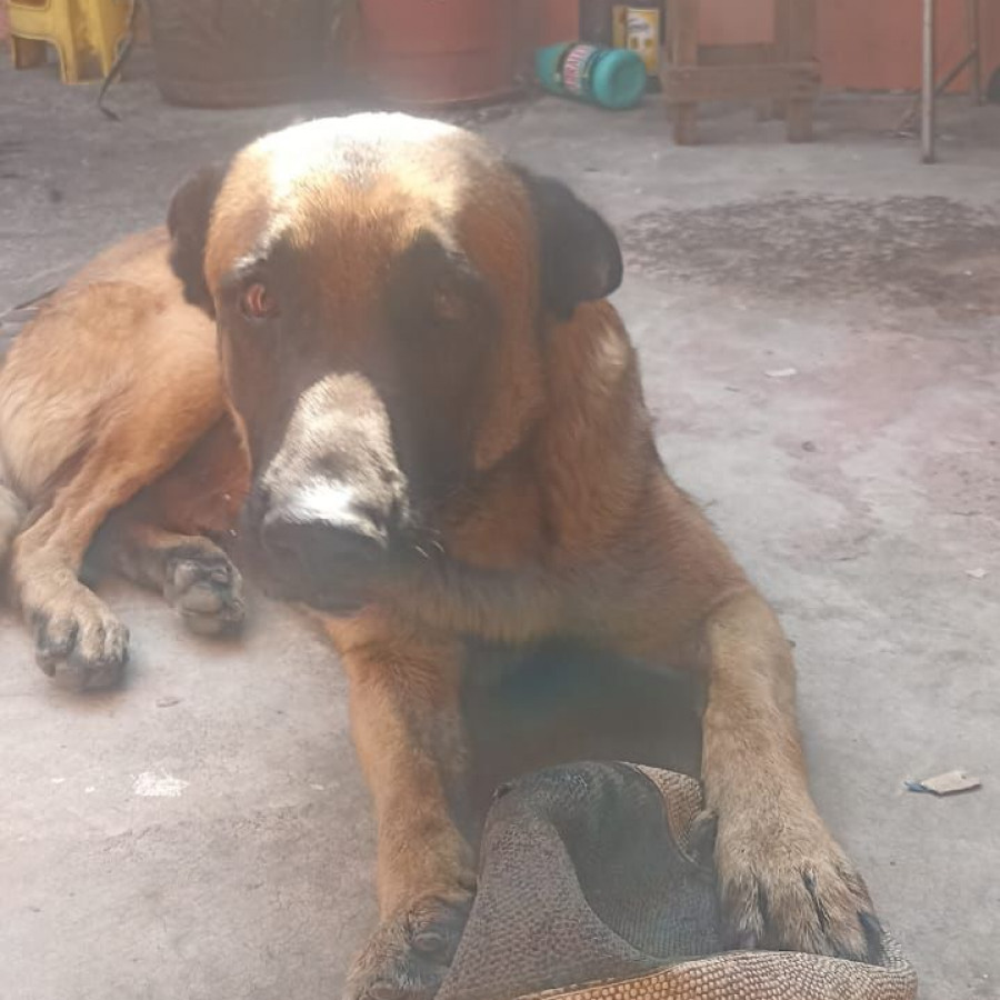  | Raza Pastor Belga Malinois | Encontrado