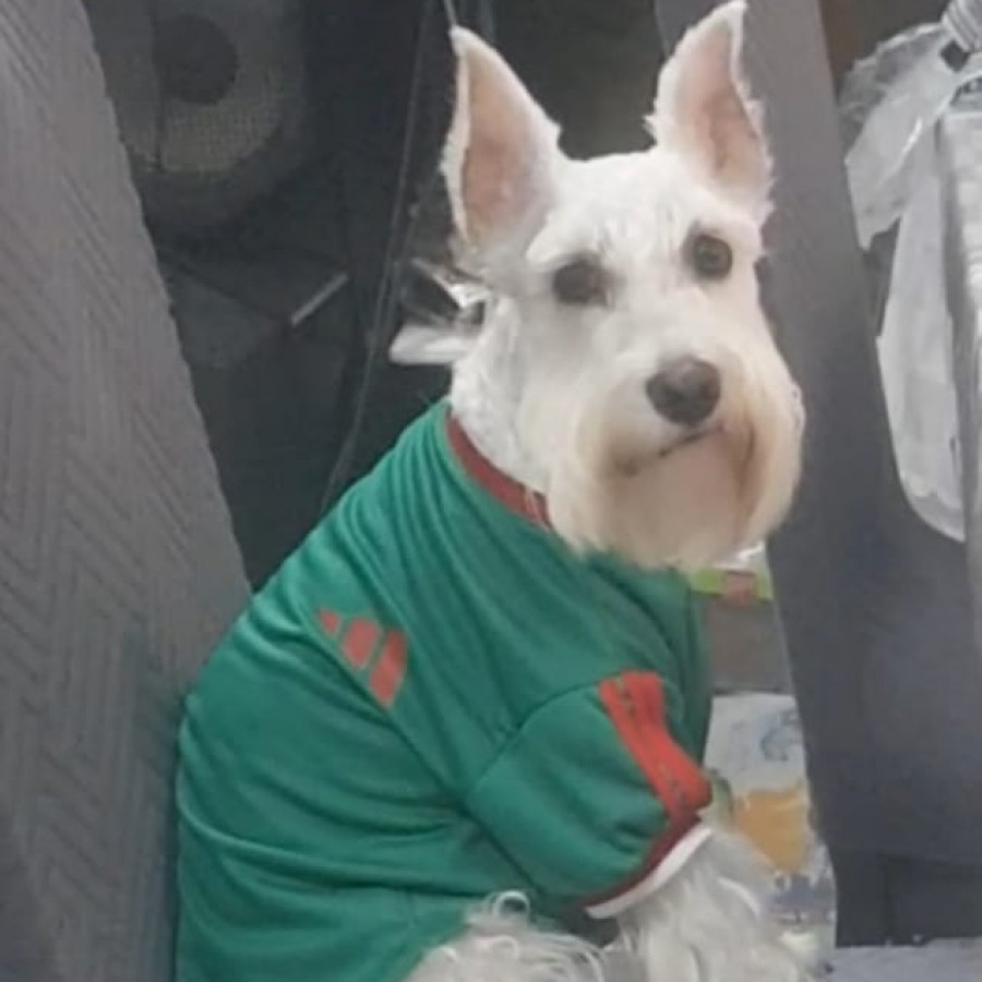 FEDERICO | Raza Schnauzer Miniatura  | Perdido