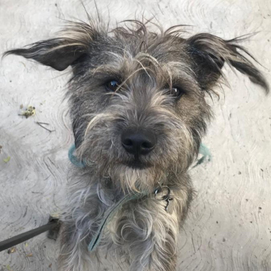 GOKU | Raza Mestizo, cruza de Schnauzer | Perdido