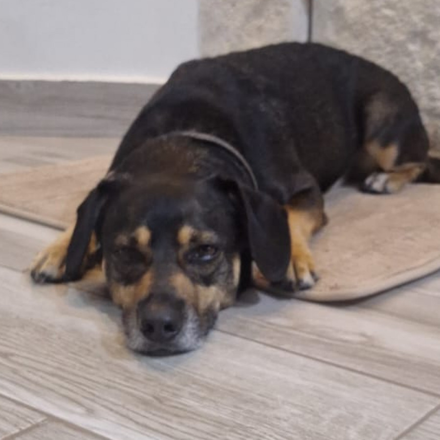 | Raza Mestizo | Encontrado