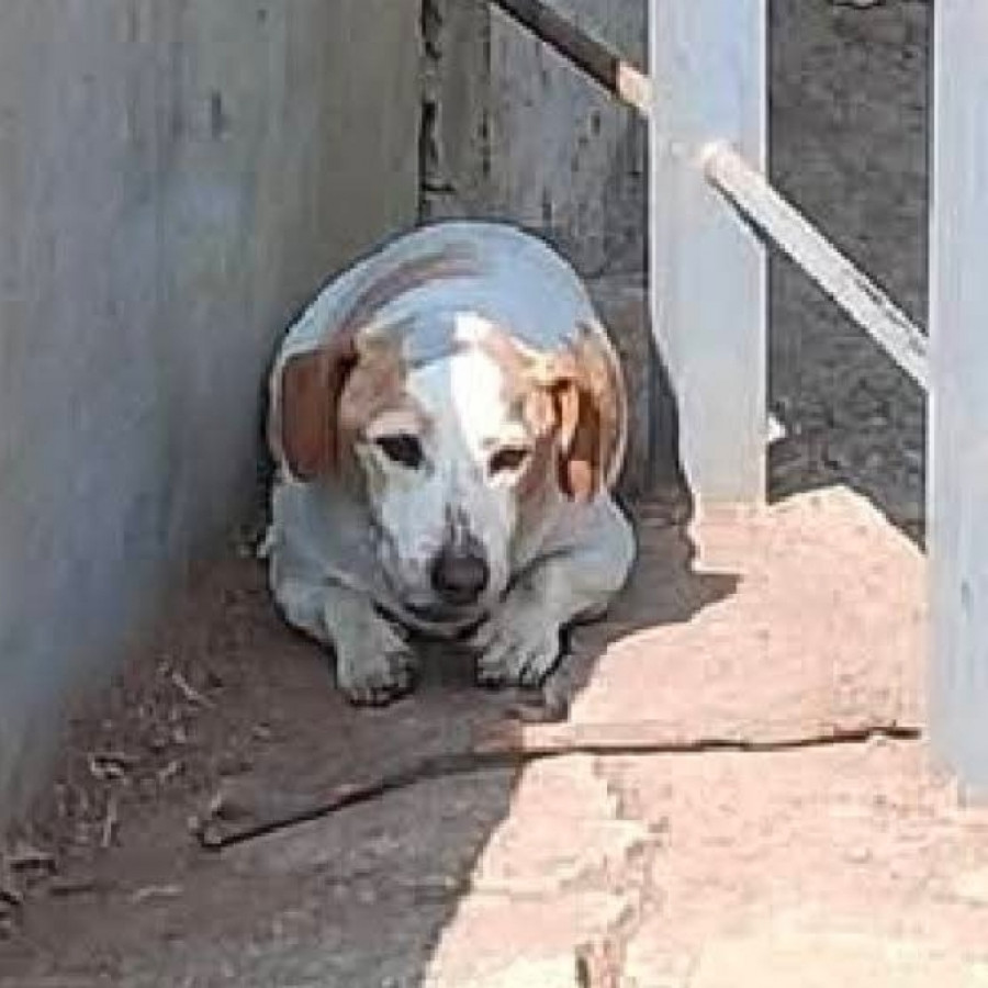 BOBBY | Raza Jack Russell Terrier | Perdido