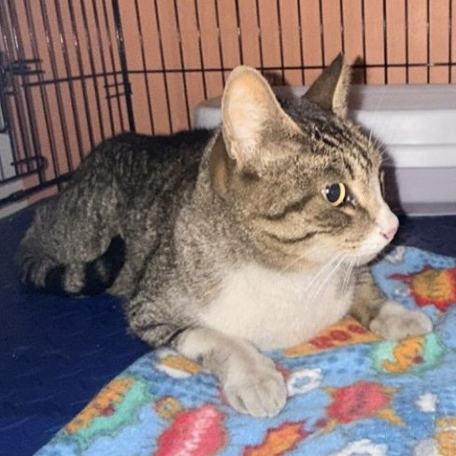 TIGRESA | Raza Doméstico Américano de Pelo Corto | En Adopción