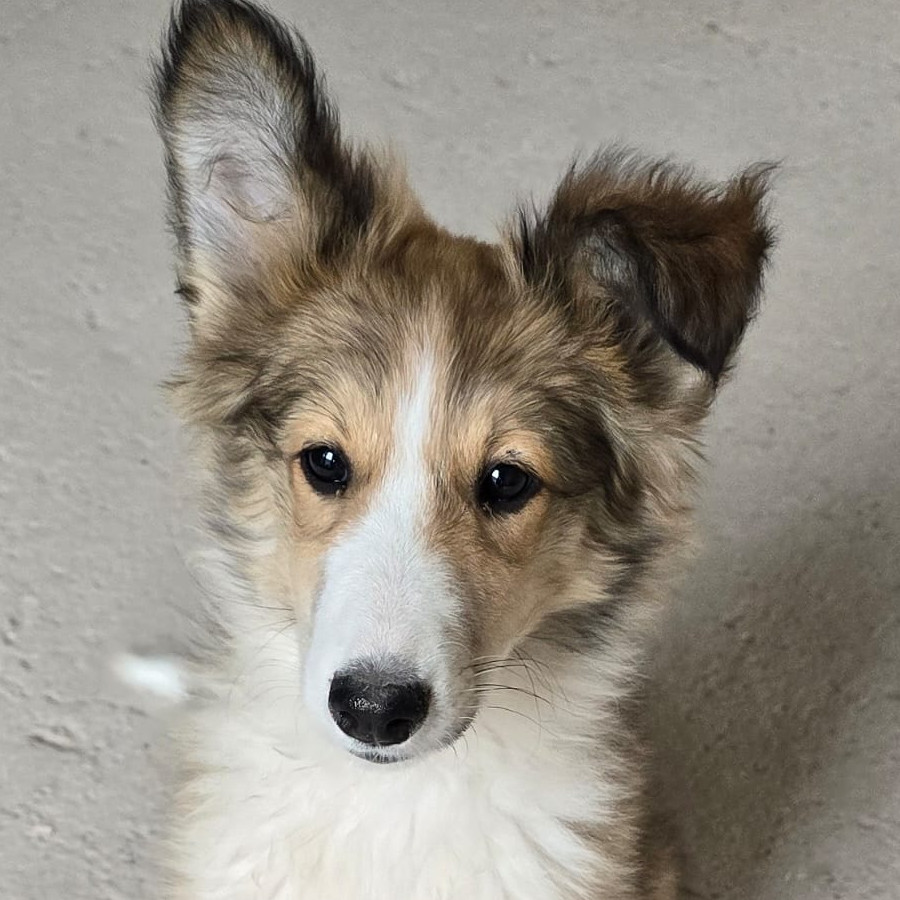 CANELA | Raza Collie de Pelo Largo | Perdida