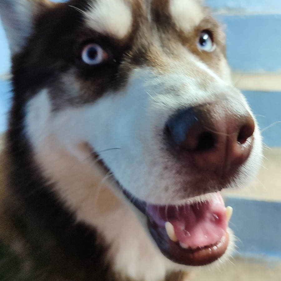 MICTLÁN | Raza Husky Siberiano | Perdido