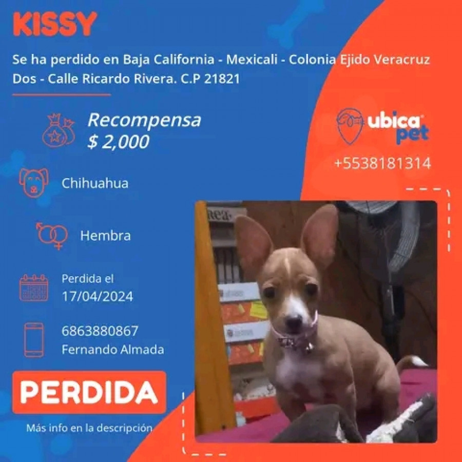 KISSY | Raza Chihuahua | Perdida