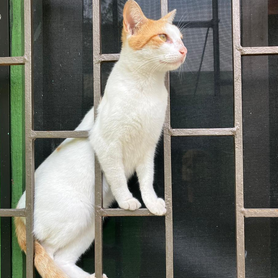 KIRA | Raza Doméstico Americano de pelo corto | Final Feliz