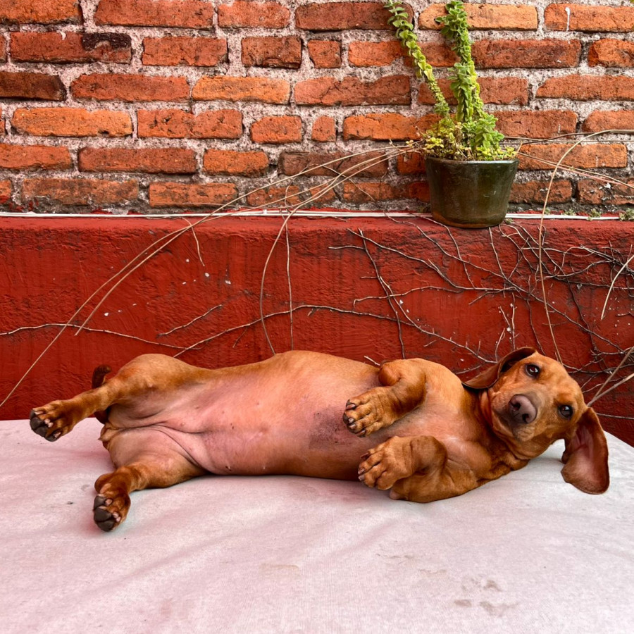LORENZA | Raza Dachshund o Salchicha  | Final Feliz