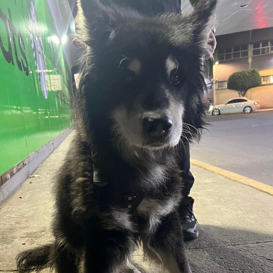 BLACKY | Raza Husky Siberiano | Final Feliz