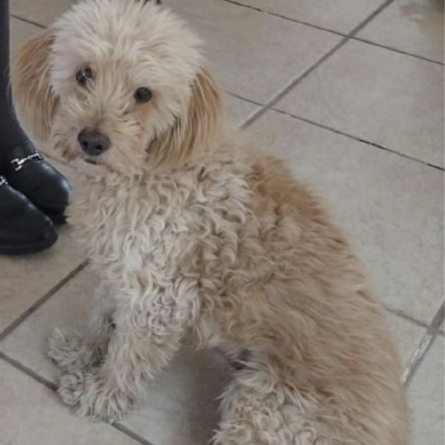 JUNIOR | Raza French Poodle o Caniche | Final Feliz
