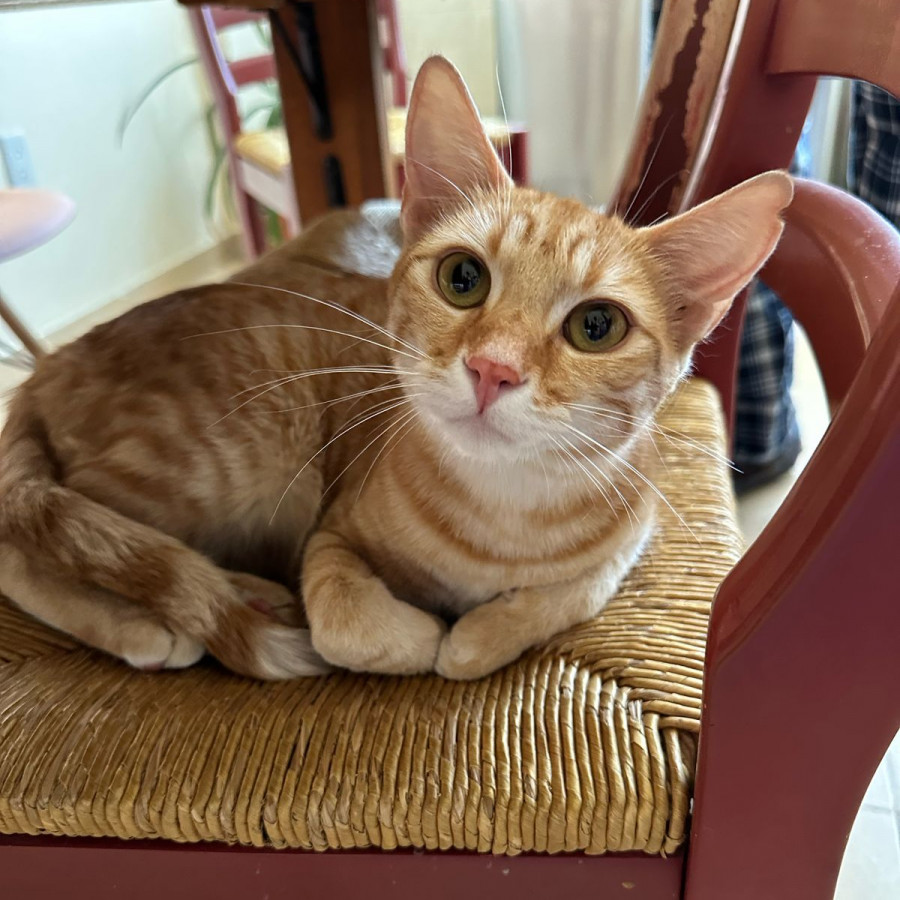  | Raza Doméstico Américano de Pelo Corto | Encontrada