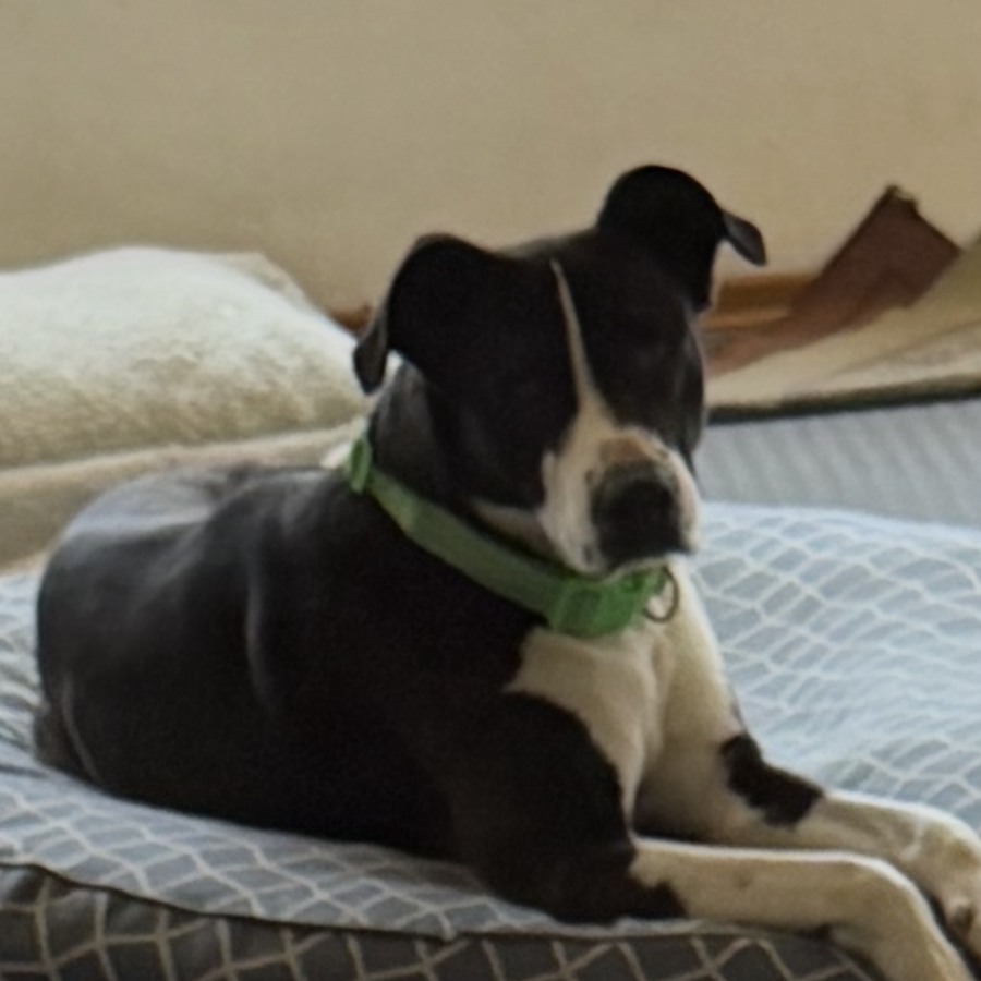 CHICO | Raza Mestizo, cruza de American Pitbull Terrier | En Adopción
