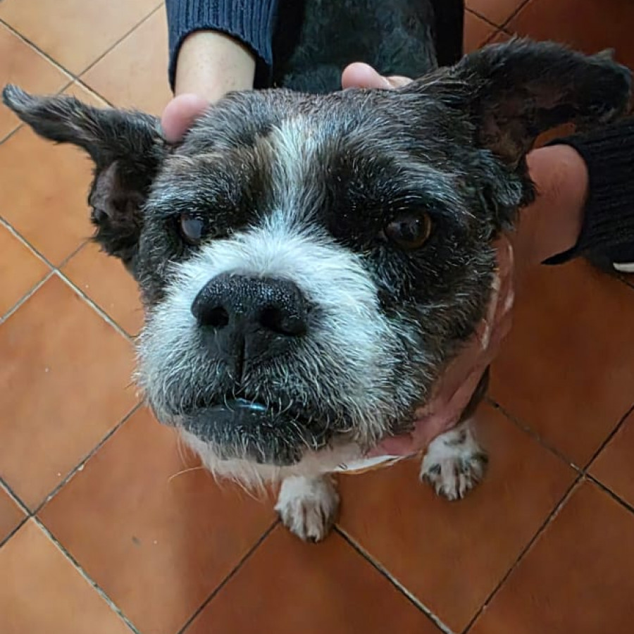  | Raza Mestizo | Encontrado
