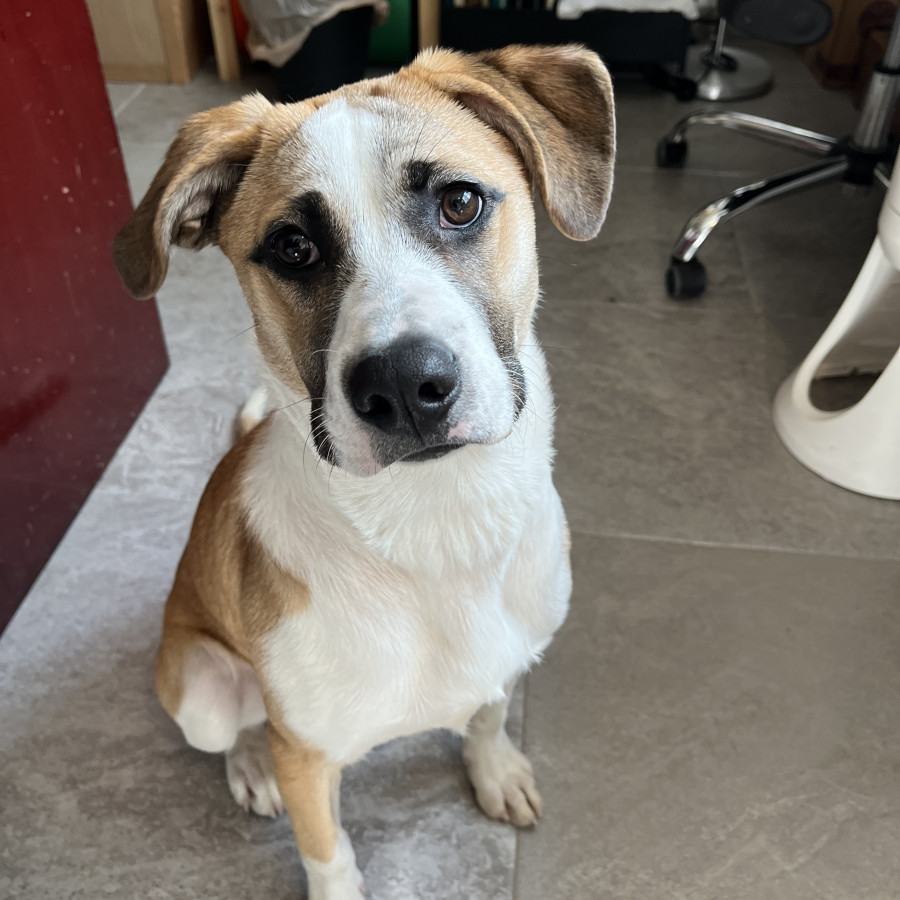 CHIPOLATA | Raza Mestiza, posible cruza de American Pitbull Terrier con Bóxer | Final Feliz