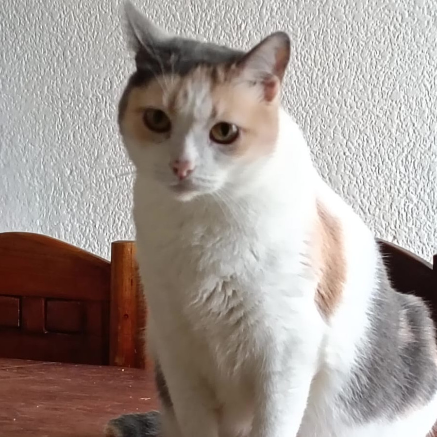 MONET | Raza Calicó tricolor de pelo corto | En Adopción