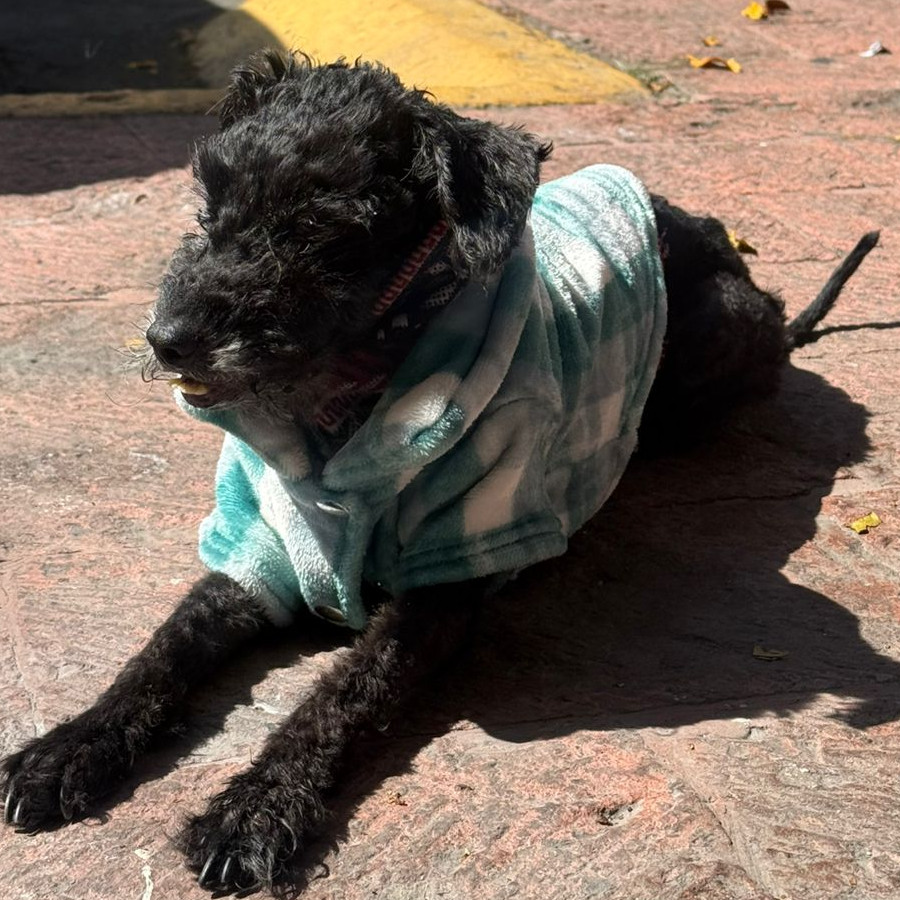 BALOO | Raza Mestizo, cruza de French Poodle con Schnauzer,  (Schnoodle) | Perdido