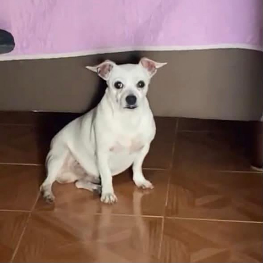 PINKY | Raza Chihuahua | Perdido
