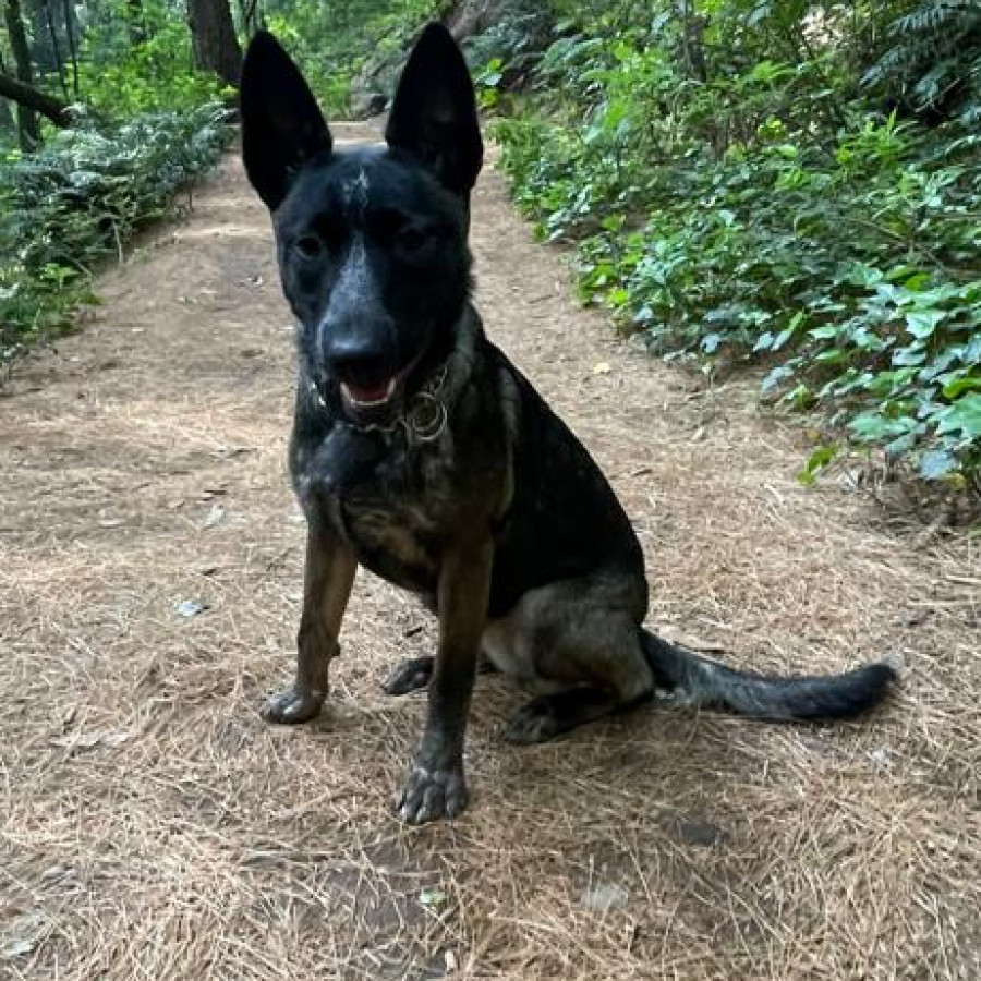 JOIE | Raza Pastor Belga Maliniois | Perdida