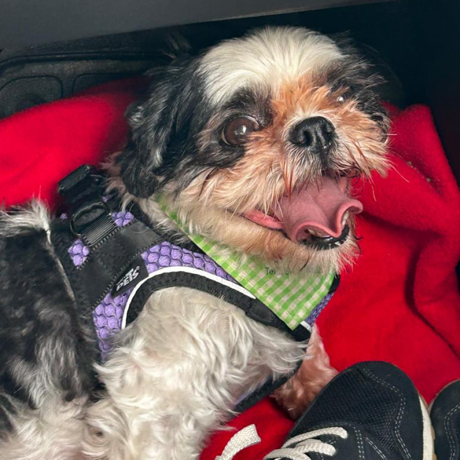 MATRIX O MATI | Raza Shih Tzu  | Final Feliz