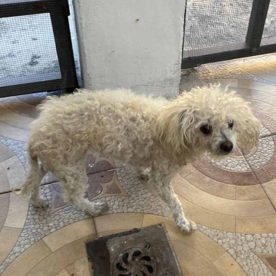  | Raza Mestiza, cruza de French Poodle | Final Feliz