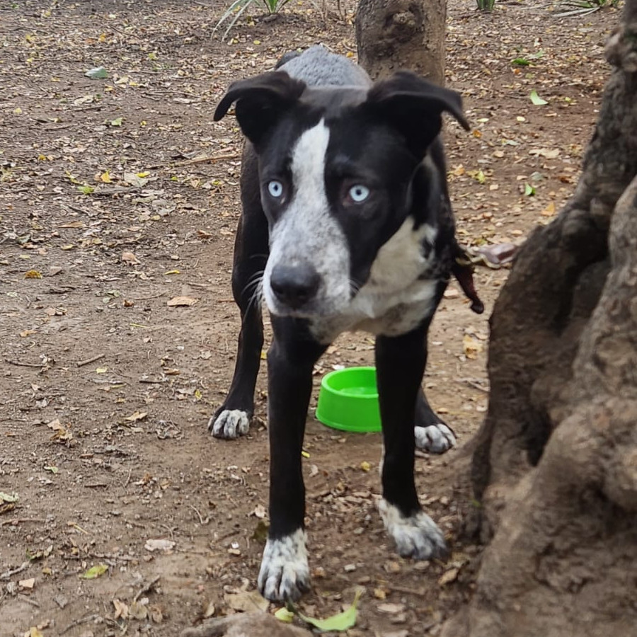  | Raza Mestiza, cruza de American Pitbull Terrier | Encontrada