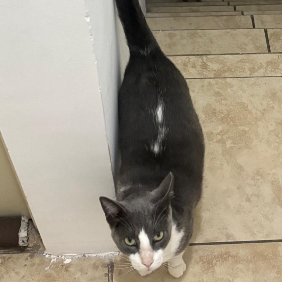 TECO | Raza Doméstico Américano de Pelo Corto | Final Feliz