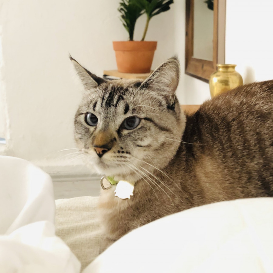 LUNA | Raza Aslan o Siamés moderno, punto tabby | Perdida