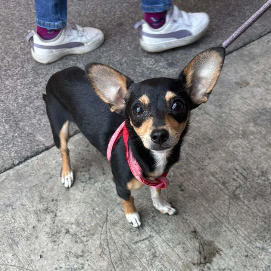 COCA | Raza Chihuahua | Perdida