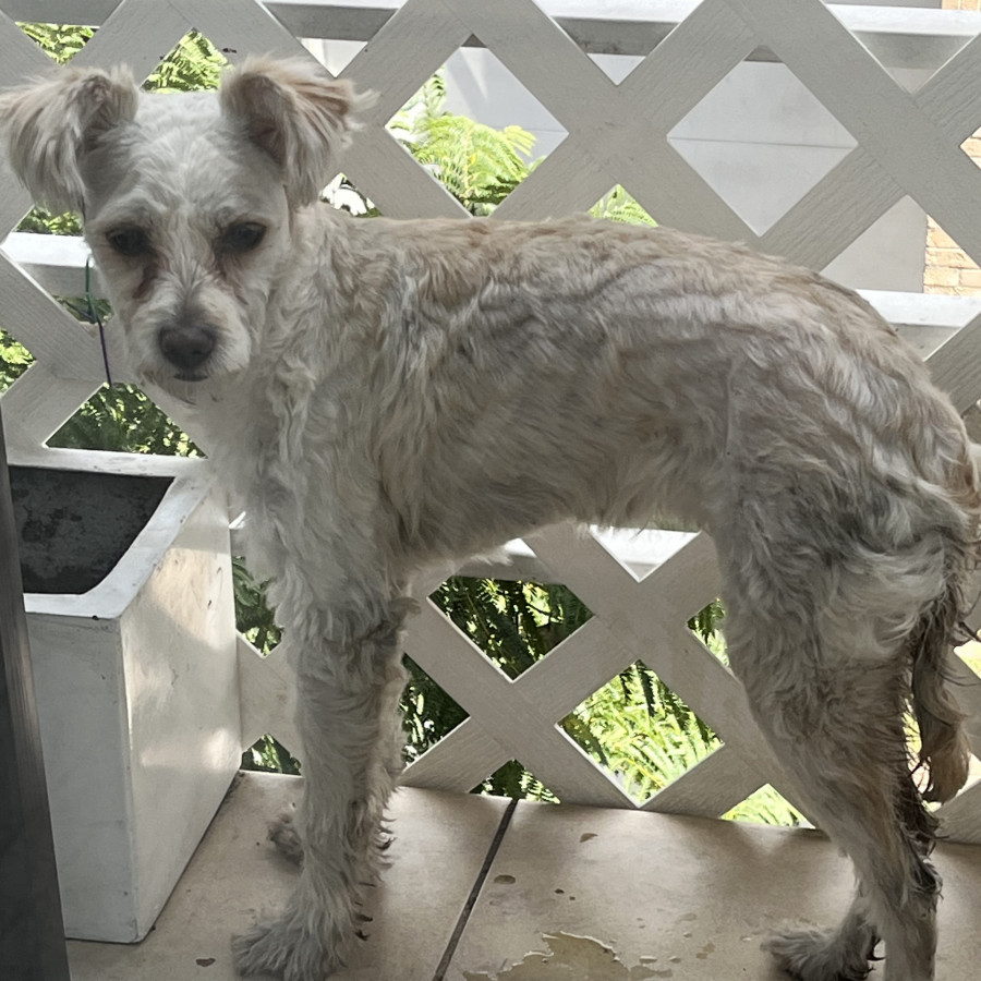  | Raza Mestiza, cruza de Maltés | Encontrada