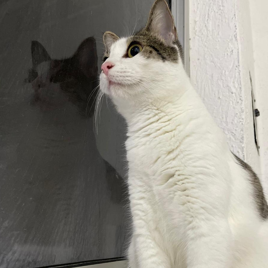 GATO | Raza Doméstico Américano de Pelo Corto | Perdida