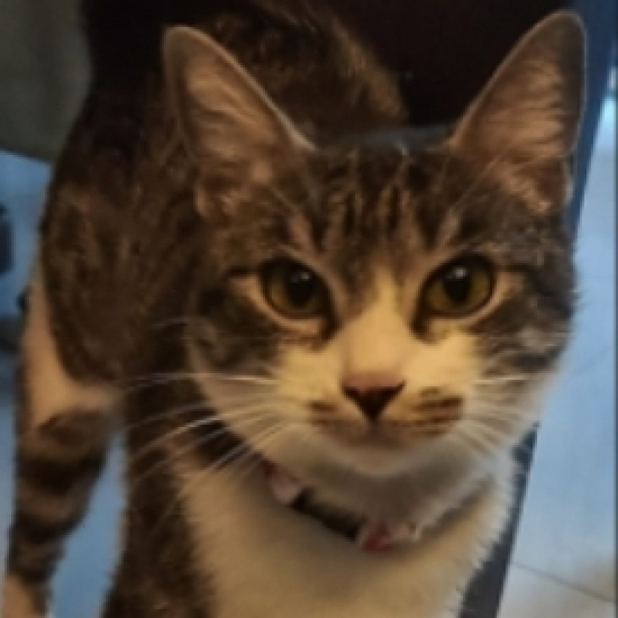 KÍA | Raza Doméstico Américano de Pelo Corto | Perdida