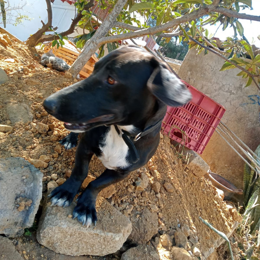 GORDO O GORDITO | Raza Dachshund o Salchicha  | Final Feliz