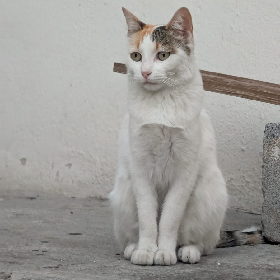 BLANCA | Raza Calicó de pelo corto | Perdida