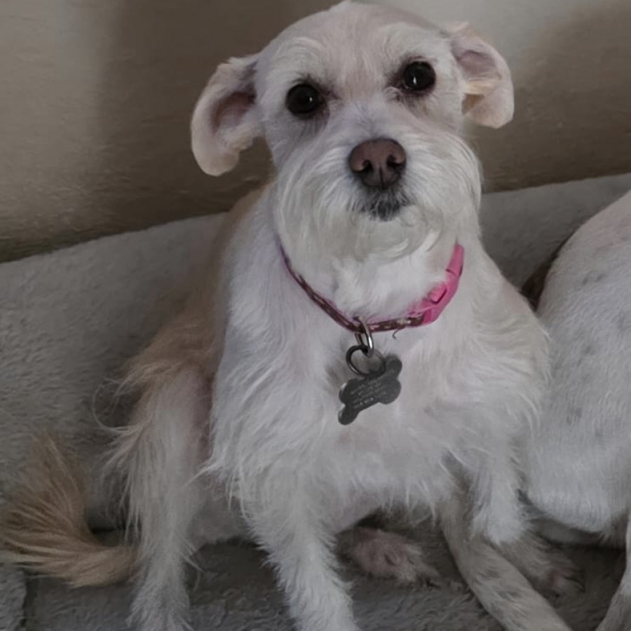 KIRA | Raza Mestiza, cruza de Schnauzer | Final Feliz