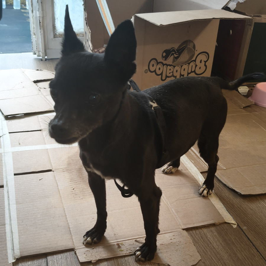  | Raza Chihuahua | Encontrado