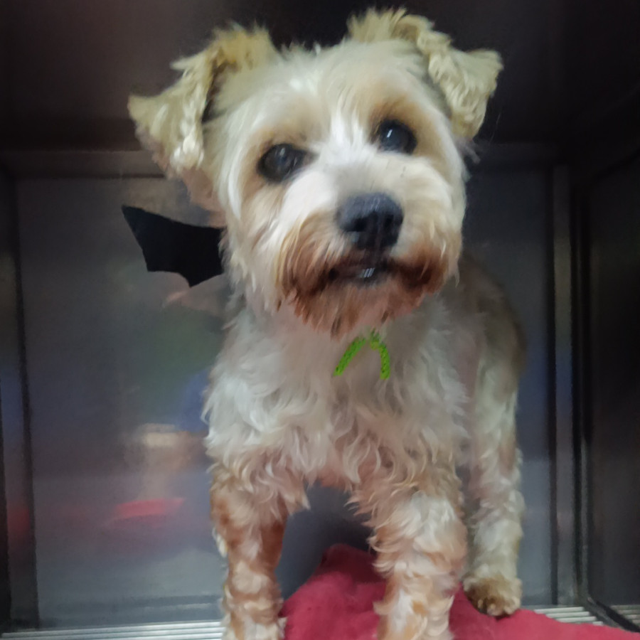  | Raza Mestiza, cruza de Schnuazer con Yorkshire Terrier o Yorkie | Encontrada
