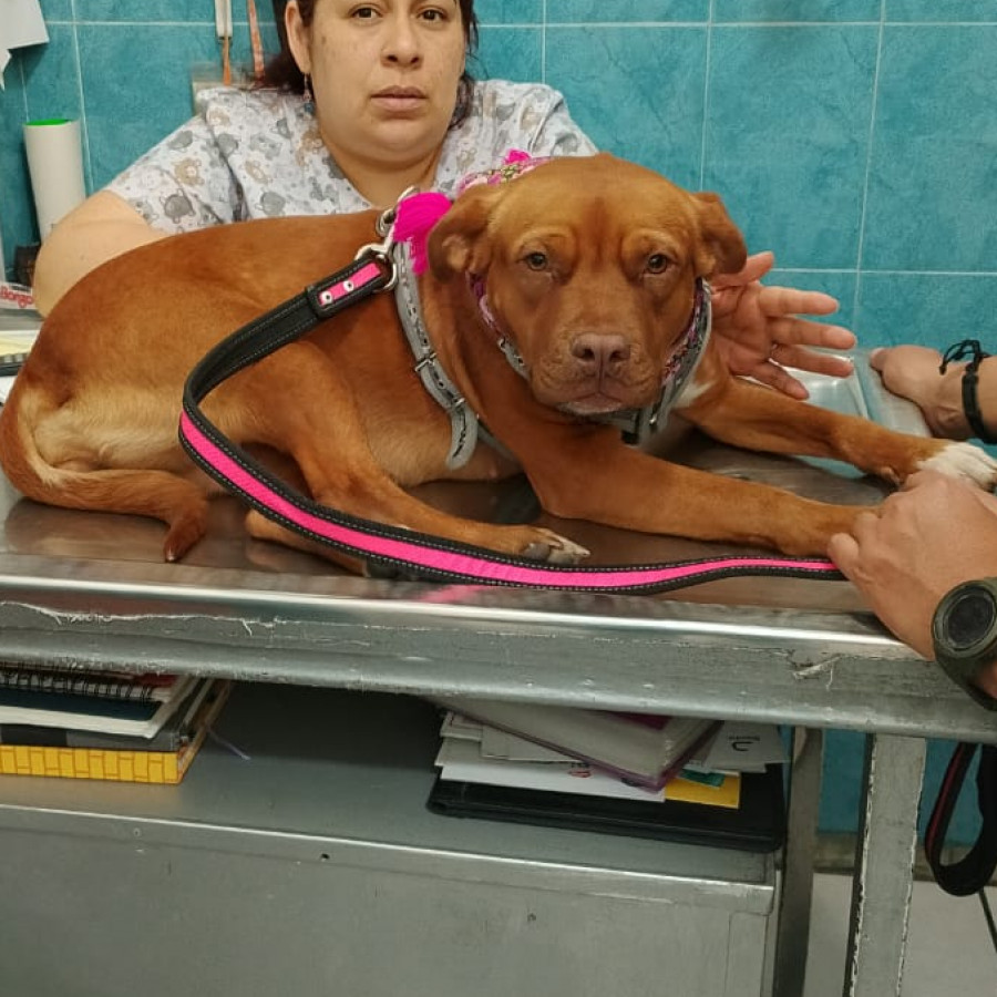  | Raza Mestiza, cruza de American Pitbull Terrier | Encontrada