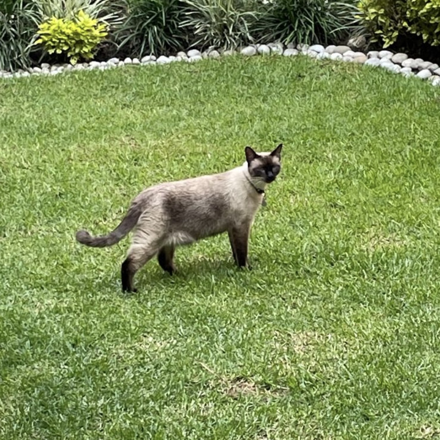 BENITO | Raza Siamés Punto Foca | Final Feliz