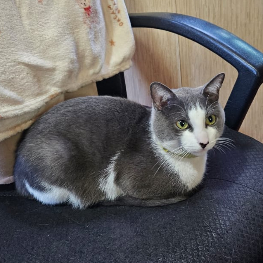 SARANG | Raza Doméstico Américano de Pelo Corto | Perdido