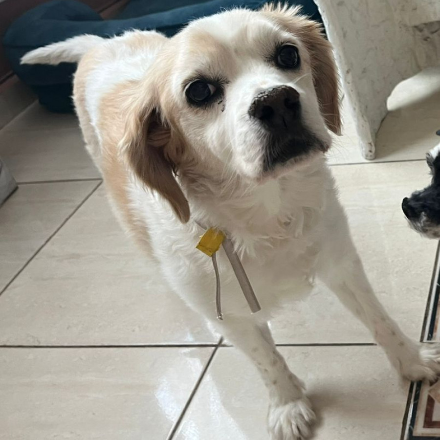 FRANKY | Raza Mestizo, cruza de Cocker Spaniel | Perdido