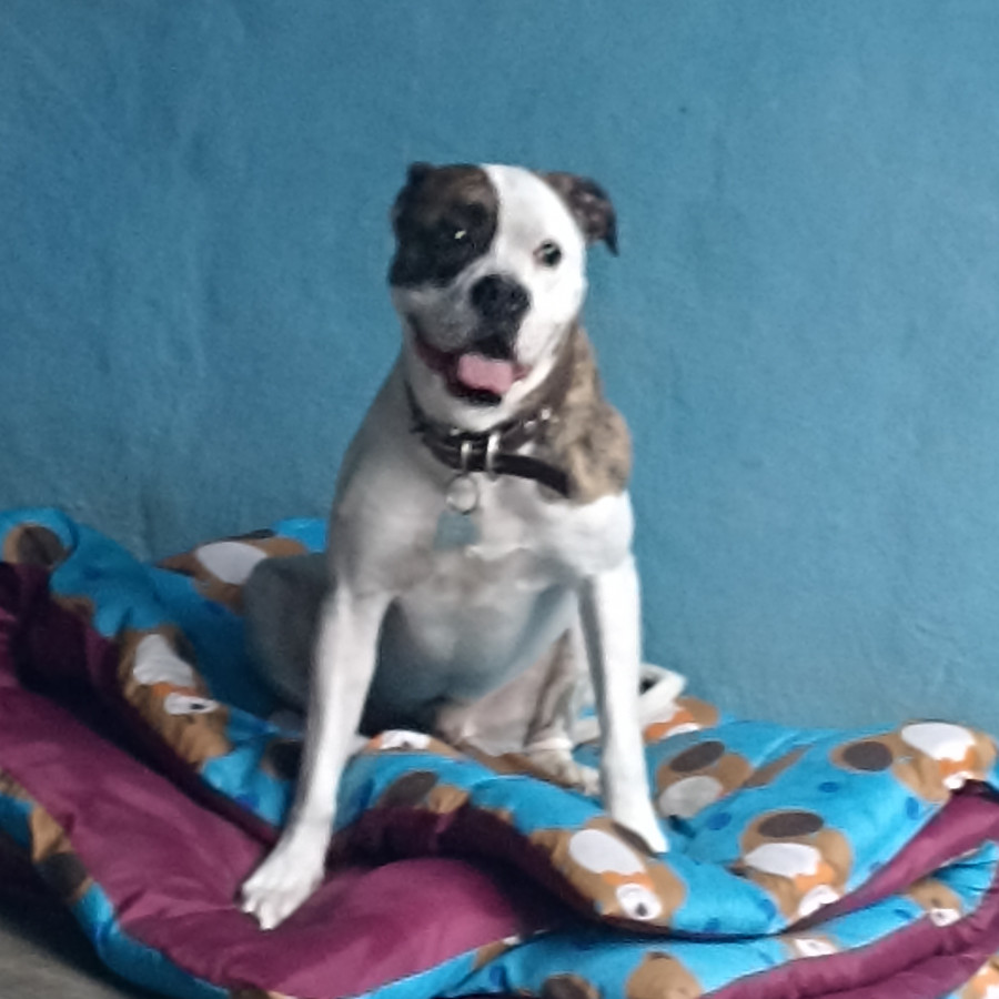 KAISER | Raza Mestizo, Cruza De American Pitbull Terrier | Perdido