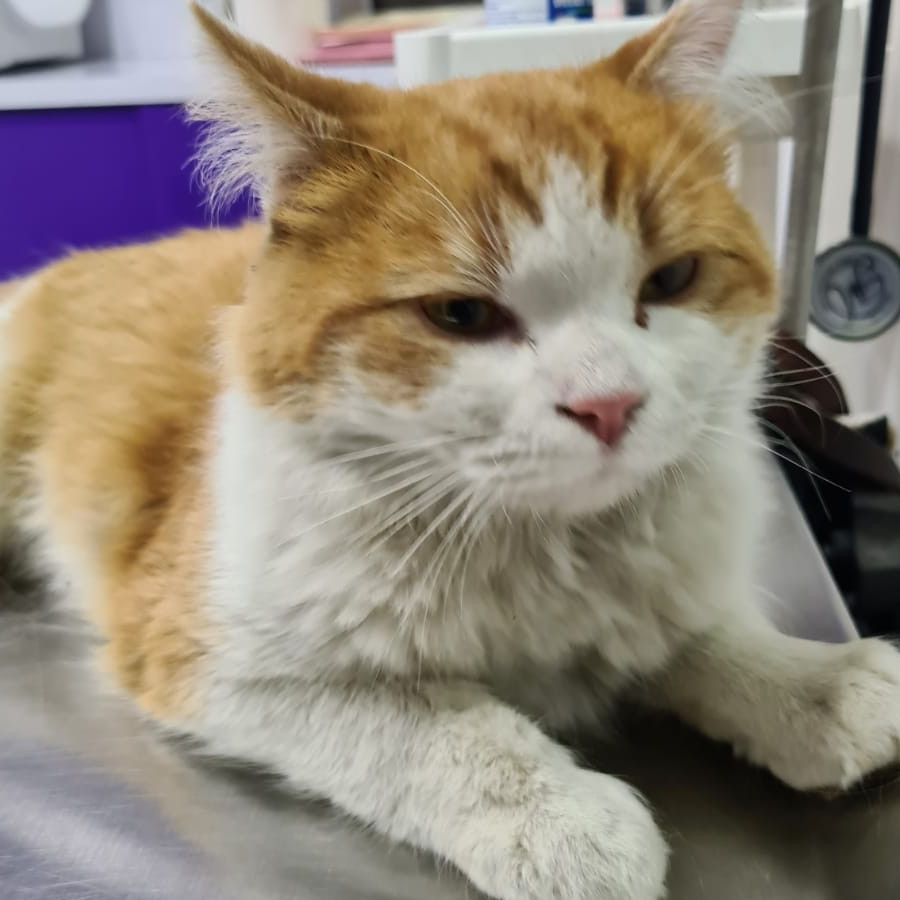 IKKI | Raza Doméstico Americano de Pelo Semilargo | Perdido