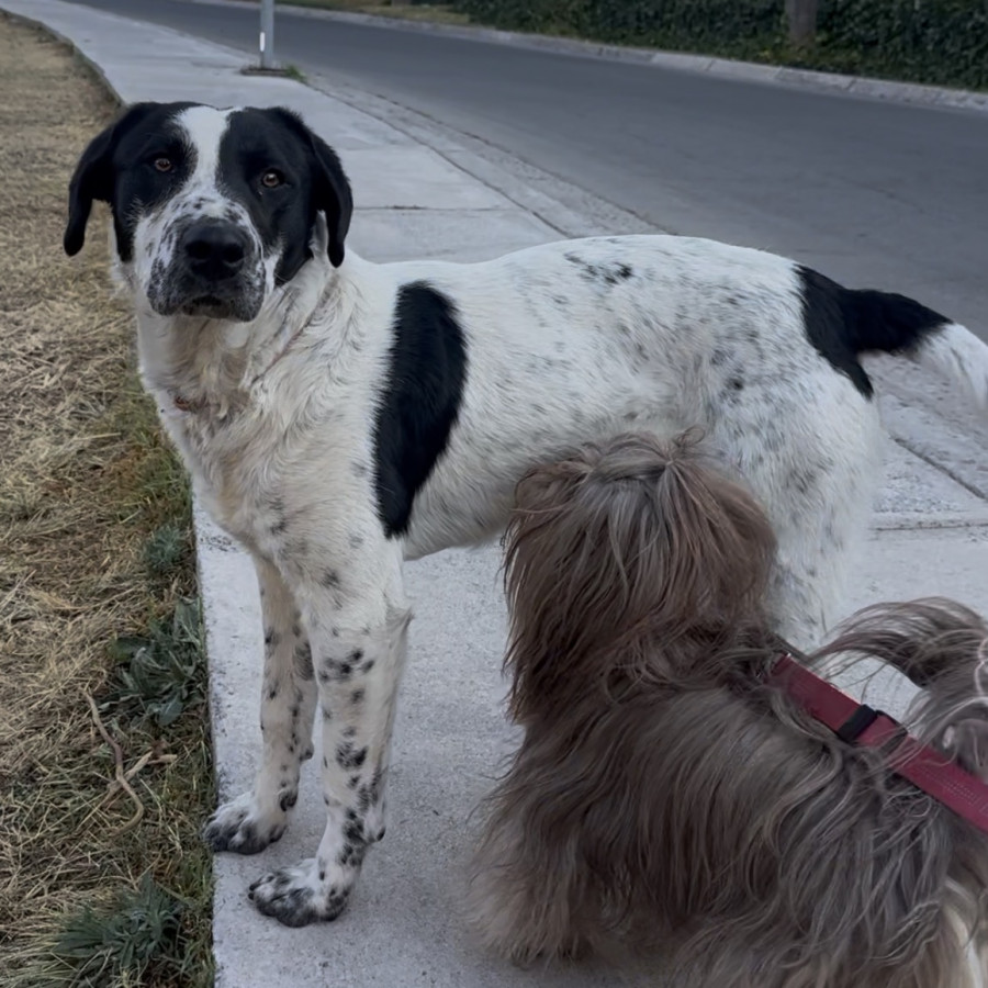  | Raza Mestizo, posible cruza de Pointer | Encontrado