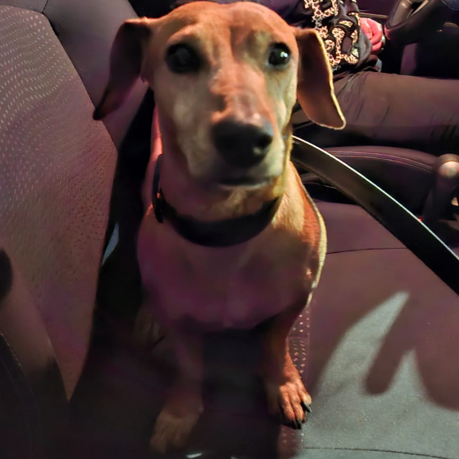  | Raza Dachshund o Salchicha  | Encontrada