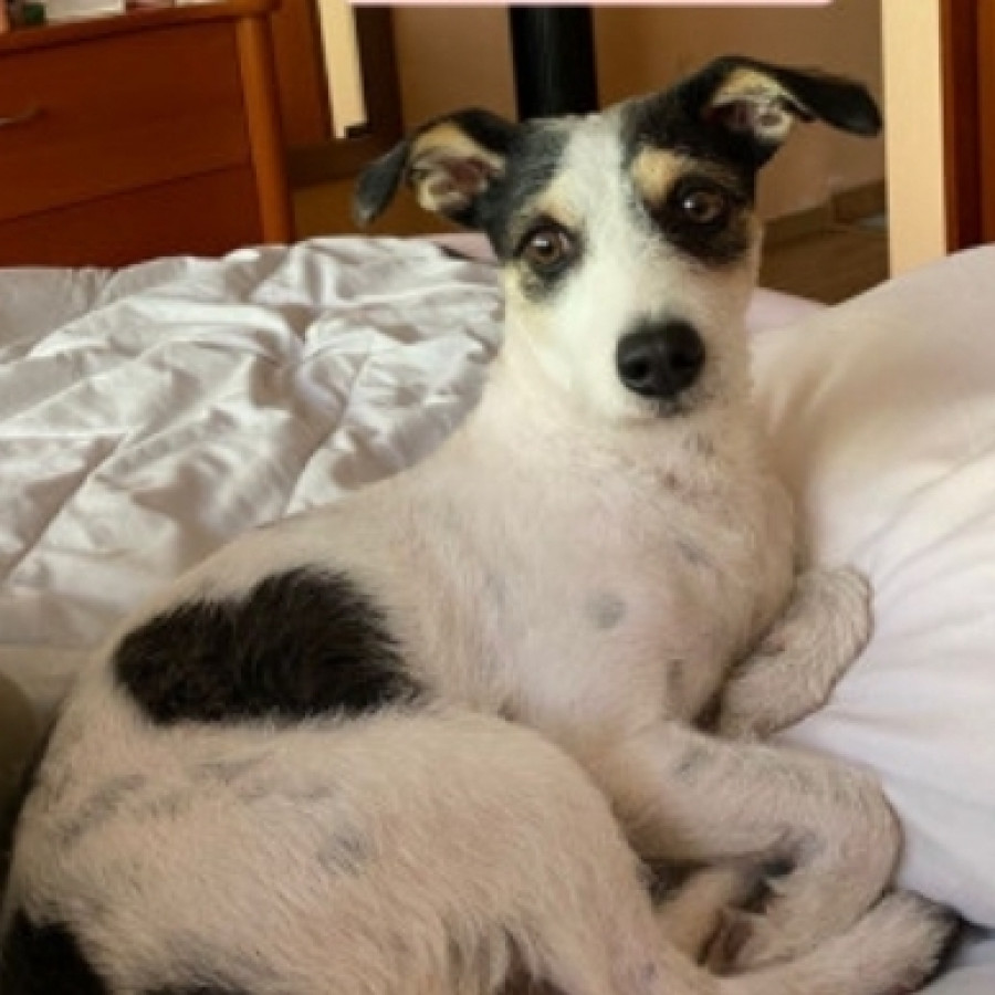 REMY | Raza Mestizo, cruza de Jack Russell Terrier | Final Feliz